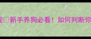拉布拉多犬性格温顺的十大表现新手养狗必看如何判断你家狗狗是否属于暖男系