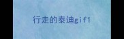 行走的泰迪gif