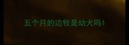 五个月的边牧是幼犬吗