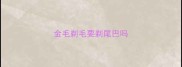 金毛剃毛要剃尾巴吗