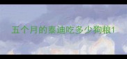 五个月的泰迪吃多少狗粮