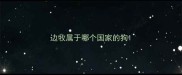 边牧属于哪个国家的狗