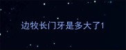 边牧长门牙是多大了