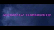 边牧尿液异常怎么办常见病毒检测与预防指南