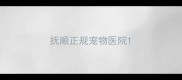抚顺正规宠物医院
