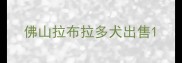佛山拉布拉多犬出售