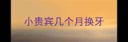 小贵宾几个月换牙