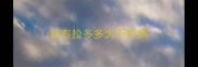 拉布拉多多大不生病