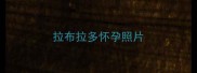 拉布拉多怀孕照片