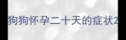 狗狗怀孕二十天的症状