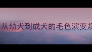 泰迪犬毛色变化全从幼犬到成犬的毛色演变规律及科学养护指南