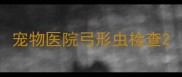 宠物医院弓形虫检查