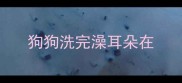 狗狗洗完澡耳朵在