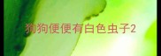 狗狗便便有白色虫子