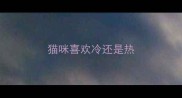 猫咪喜欢冷还是热