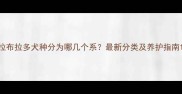 拉布拉多犬种分为哪几个系最新分类及养护指南