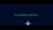灰色泰迪的毛有黑色的