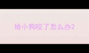 给小狗咬了怎么办