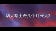 幼犬哈士奇几个月长大