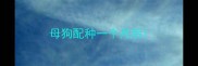 母狗配种一个月后