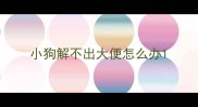 小狗解不出大便怎么办