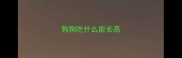 狗狗吃什么能长高
