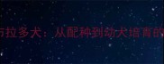 科学繁殖拉布拉多犬从配种到幼犬培育的全流程指南