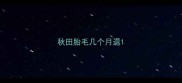 秋田胎毛几个月退