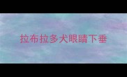 拉布拉多犬眼睛下垂