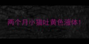 两个月小猫吐黄色液体