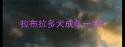 拉布拉多犬成年一岁