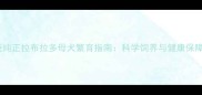 血统纯正拉布拉多母犬繁育指南科学饲养与健康保障全
