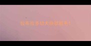 拉布拉多幼犬块状脱毛
