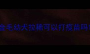 金毛幼犬拉稀可以打疫苗吗