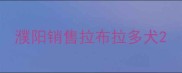 濮阳销售拉布拉多犬