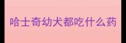 哈士奇幼犬都吃什么药