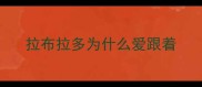 拉布拉多为什么爱跟着