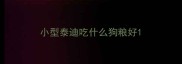 小型泰迪吃什么狗粮好