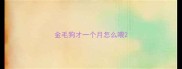 金毛狗才一个月怎么喂