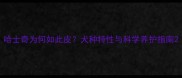 哈士奇为何如此皮犬种特性与科学养护指南