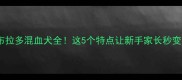 金毛和拉布拉多混血犬全这5个特点让新手家长秒变养宠达人
