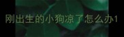 刚出生的小狗凉了怎么办