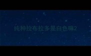 纯种拉布拉多是白色嘛