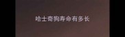 哈士奇狗寿命有多长