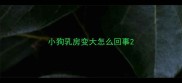 小狗乳房变大怎么回事