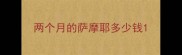两个月的萨摩耶多少钱