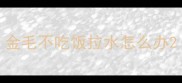 金毛不吃饭拉水怎么办