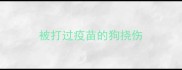 被打过疫苗的狗挠伤