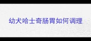 幼犬哈士奇肠胃如何调理