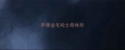 萨摩金毛哈士奇体形